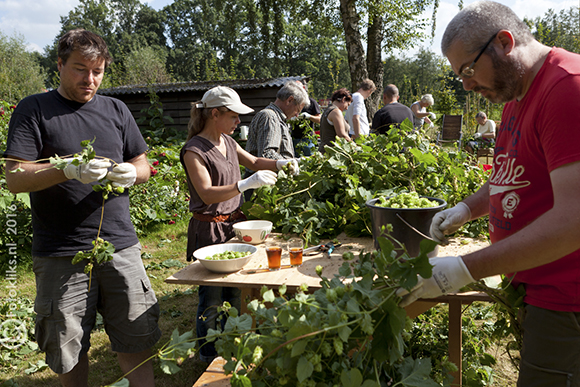 Hop plukken aan lange tafels in het hopveld