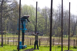 draden bevestigen zodat de hop houvast heeft bij het groeien