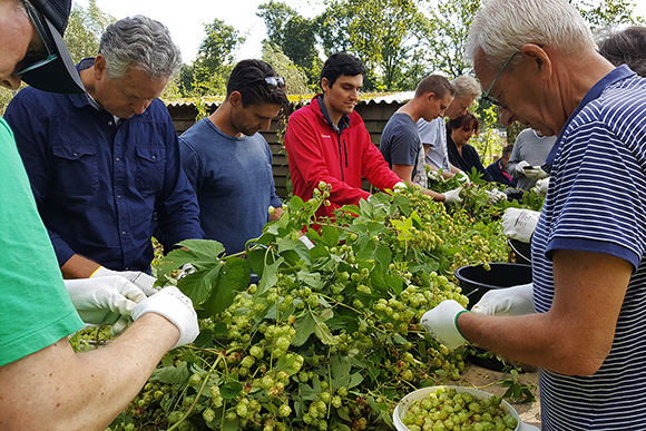 ijverig plukken voor de Fresh Hop van Brouwerij De Molen