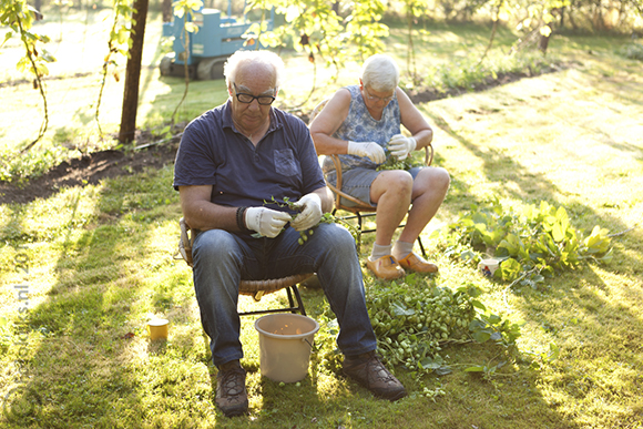 Relaxed hop plukken in het ochtendzonnetje