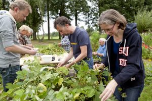 Maar liefst 25 vrijwilligers hielpen om de hopbellen te oogsten