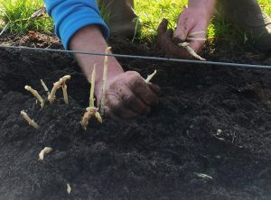 Oogsten hopscheuten is handwerk