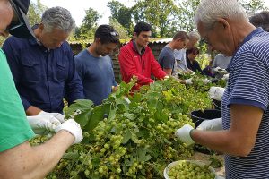 Hopoogst bij Bierevents 2017