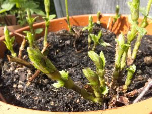 Jonge hopplanten in pot
