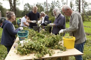 Twee dagen lang plukken vrijwilligers de hopbellen van de ranken tijdens de hopoogst 2015