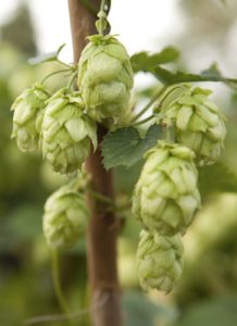 Chinook hop