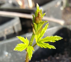 Jonge hopplant