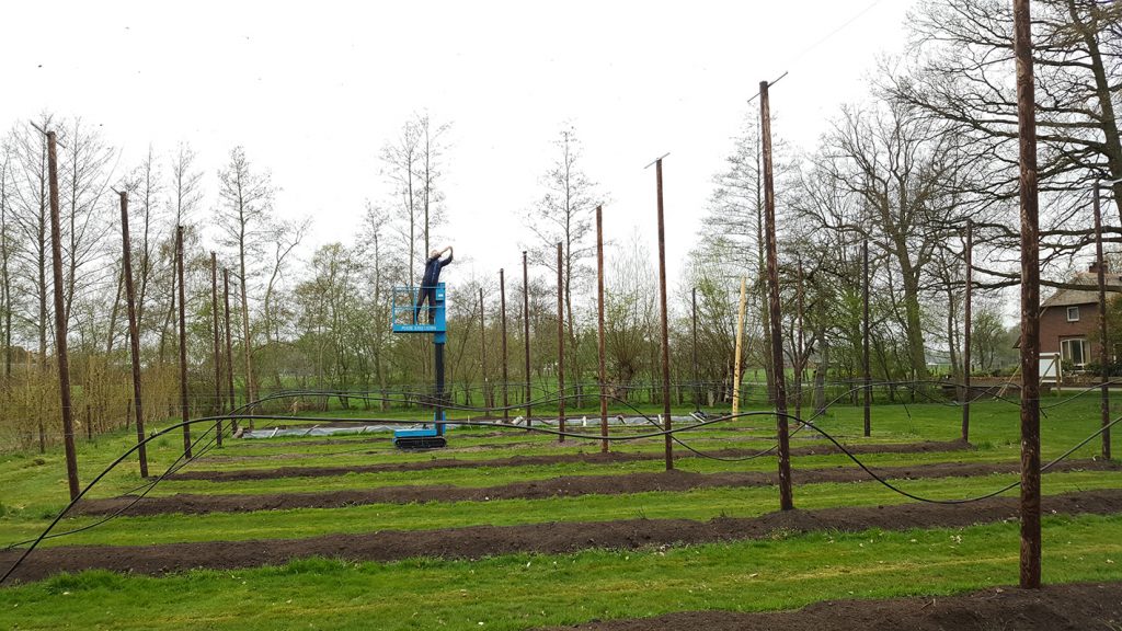 Draden ophangen op het hopveld