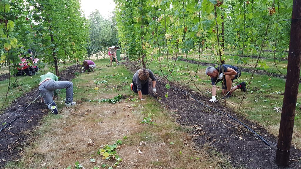 Vlijtig en fanatiek aan het werk in het hopveld