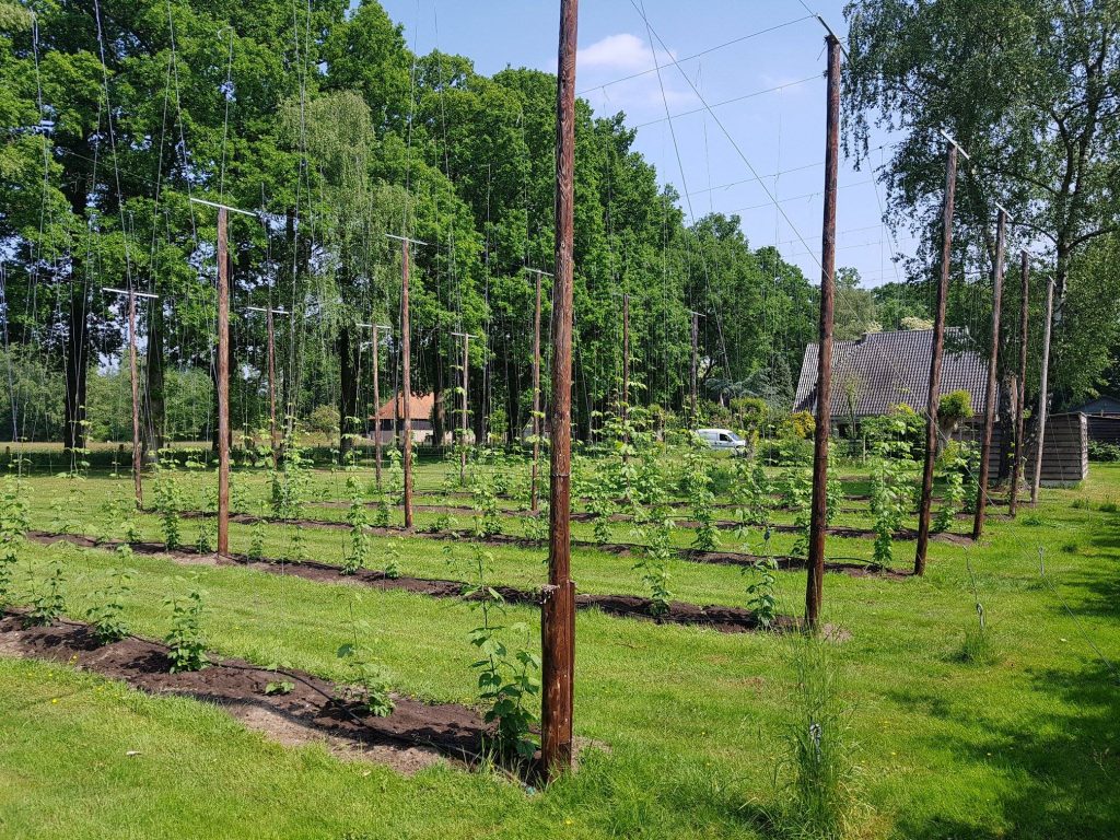 Overzicht hopveld de Molen mei 2018, hopveld door Bierevents