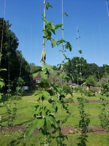 Hopschade op het hopveld: tegenvaller voor teler