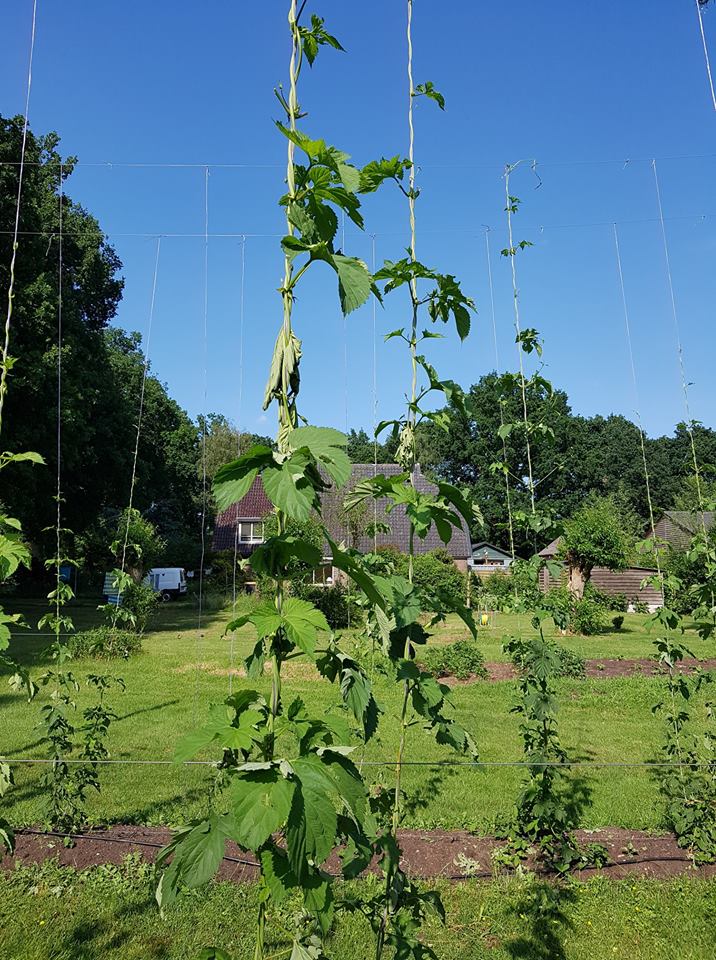 Hopschade op het hopveld: tegenvaller voor teler