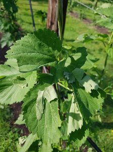 Hagelschade op het hopveld: beschadigd blad