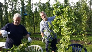 Hop van het veld gaat naar de hoppluktafels. En worden aan stukjes geknipt.