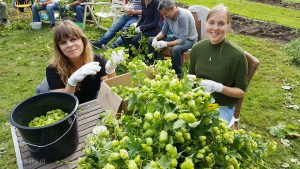 Plukkers uit Epe bij de hopoogst van Bierevents