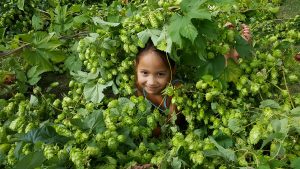 Hopprinses Carice ondergedompeld in de hop