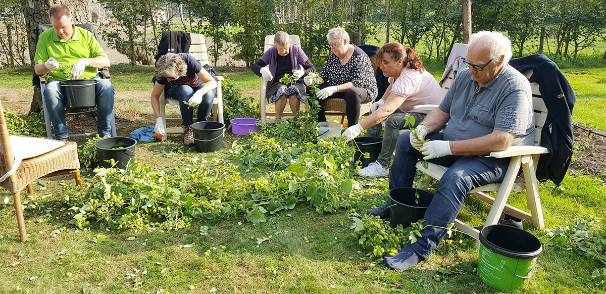 Zittend hop plukken, heel ontspannend